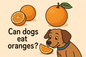 Can Dogs Eat Oranges? A Guide to Safety