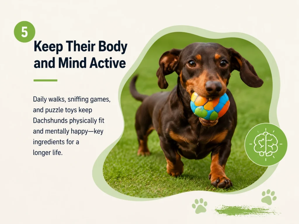 Dachshund playing with a ball outdoors to show the importance of exercise and mental stimulation